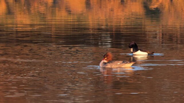 Common merganser (Mergus merganser)  bird preening feathers. Tufted Duck ( Aythya fuligula ) preening feathers	