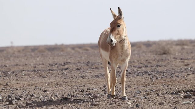 Iranian onager (Asiatic wild ass) walking and grazing in arid desert landscape, wildlife in Iran, natural habitat, close up and wide shots