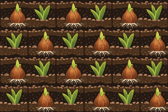 Plants grow in rows with visible roots and soil in a garden bed showing bulbs and shoots during the spring season