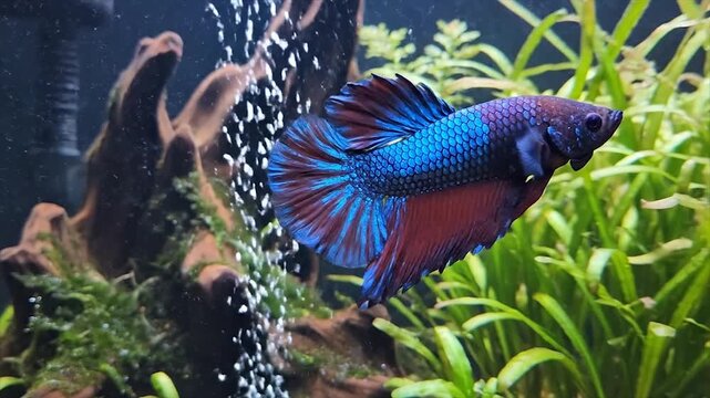tropical fish in aquarium