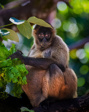 Geoffroy&rsquo;s spider monkey (Ateles geoffroyi)