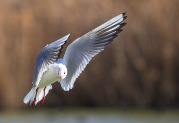 seagull flying ower the lake