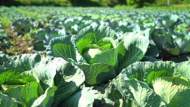 Fresh green cabbage plants grow in a vast field under bright sunlight.