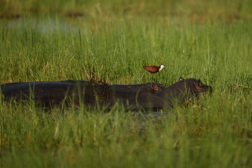 African Jacana (Actophilornis africanus) Walking on Back of Partially Submerged Hippopotamus in Botswana