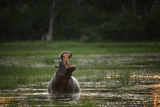 Yawning Hippopotamus (Hippopotamus amphibius) with Open Mouth in Botswana Wetlands