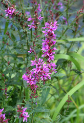 Obraz premium Lythrum salicaria grows on the riverbank and in wet places
