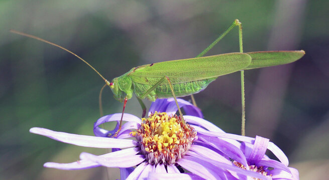 On a flower, a grasshopper Phaneroptera nana