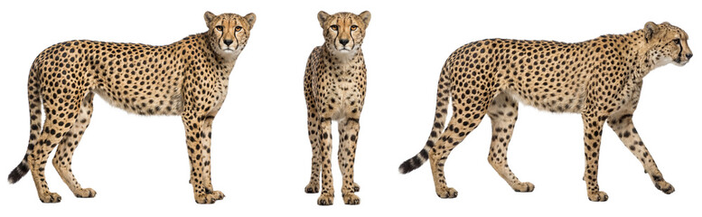 African cheetah isolated on transparent background         © Trixy