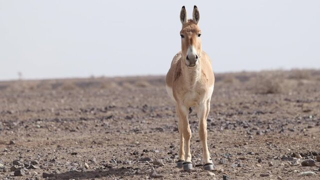 Iranian onager (Asiatic wild ass) walking and grazing in arid desert landscape, wildlife in Iran, natural habitat, close up and wide shots