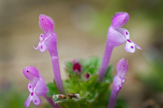 Lamium purpureum purple deadnettle