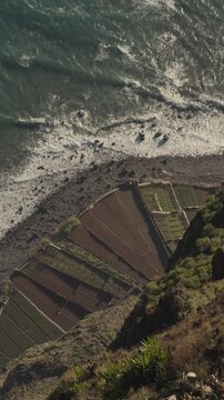 Traditional Faj&atilde; agricultural fields at the base of massive sea cliffs, Madeira