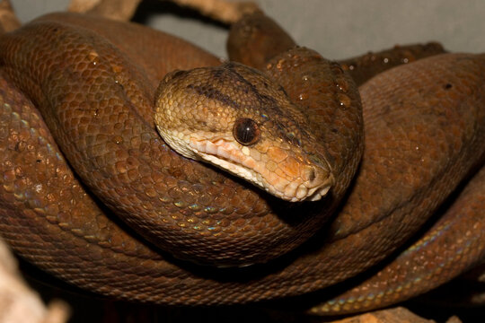 Closeup of a Central American Tree Boa, Corallus ruschenbergerii