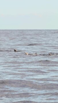 Vertical view of Pilot whales swimming in the Atlantic Ocean, Madeira, Apple Log 2 4K