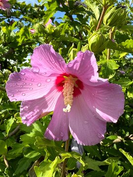 Hibiscus syriacus flower after rain.