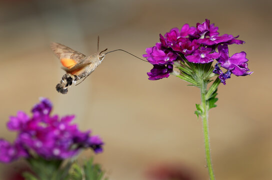 Hawk Moth