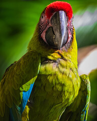 Great green macaw (Ara ambiguus) © JuanPablo