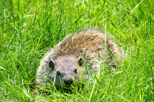 Groundhog, also called a  woodchuck, Marmota monax, crouching low to hide in the grass