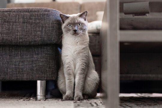 British Shorthair colorpoint cat sitting calmly indoors between furniture, showing alert posture in cozy home setting