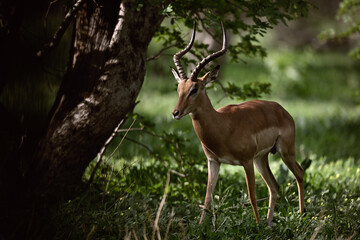 Obraz premium Male Impala (Aepyceros melampus) Standing in Dappled Sunlight Under a Tree in Botswana