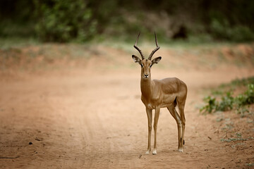 Obraz premium Male Impala (Aepyceros melampus) Standing with Direct Eye Contact on Dusty Road in Botswana 