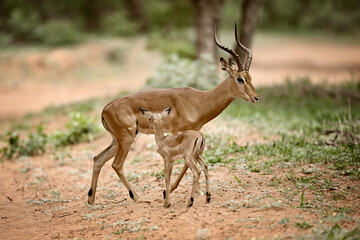 Fototapeta premium Male Impala (Aepyceros melampus) with Young Calf Standing on Dusty Road in Botswana 