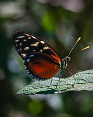 Heliconius hecale