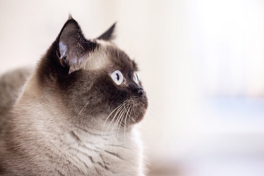 British Shorthair colorpoint cat sitting calmly indoors between furniture, showing alert posture in cozy home setting