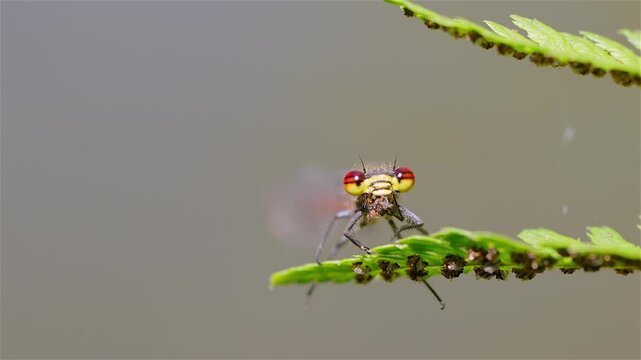 Damselfly (Zygoptera) sits on a grass leaf and feeds on captured insect prey. The insect holds the prey with its legs while chewing. Large compound eyes face forward in a frontal view.