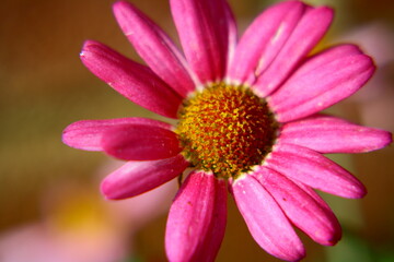 Fototapeta premium A pink daisy in an English garden