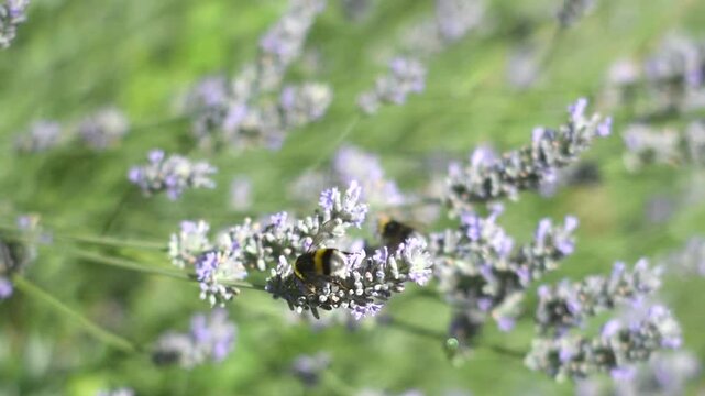 Lavender flowers and bumble bees
