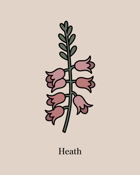 Heath Flower Botanical Illustration &ndash; Minimal Vintage Floral Line Art