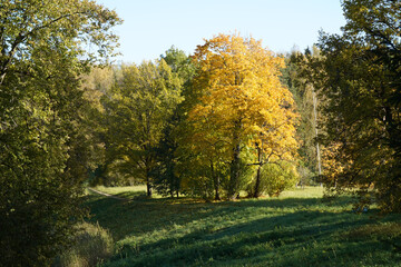 Autumn forest landscape with trees in a park, garden.
