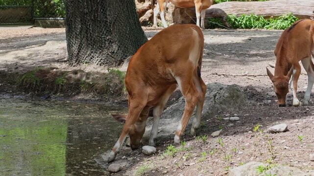Young baby Banteng, Bos javanicus or Red Bull. It is a type of wild cattle But there are key characteristics that are different from cattle and bison: a white band bottom in both males and females.