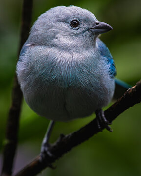Blue-gray tanager (Thraupis episcopus)