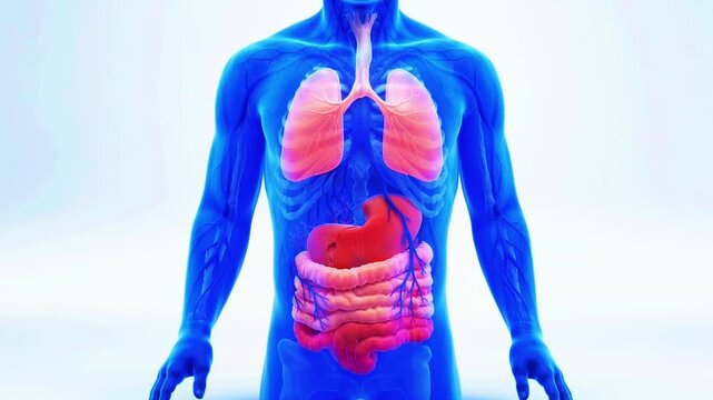 A detailed illustration of the human body's internal organs and systems.