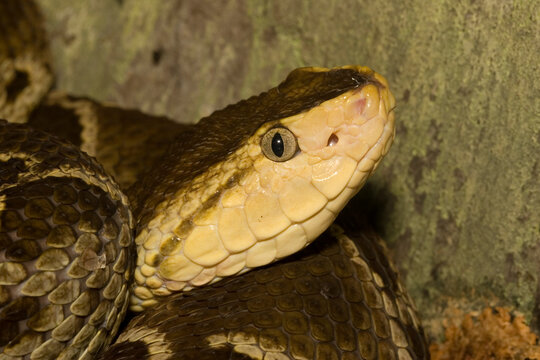 Closeup portrait of a Fer-de-lance, Bothrops asper