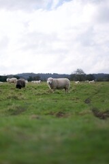 Obraz premium White sheep looking directly at the camera while grazing with a flock in a green rural pasture
