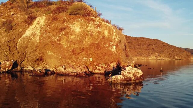 Pelicans on small island fly away sunrise 