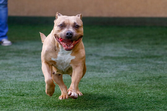 Tan dog running on the green turf