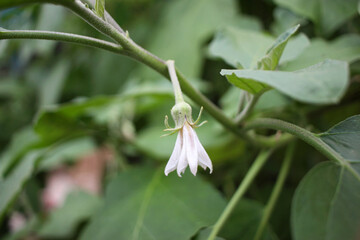 Eggplant plant flower background, eggplant plant flower