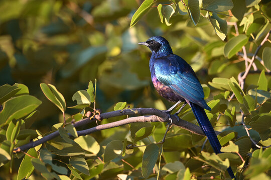 Meves's Starling (Lamprotornis mevesii) Perched on Branch Among Green Leaves in Botswana