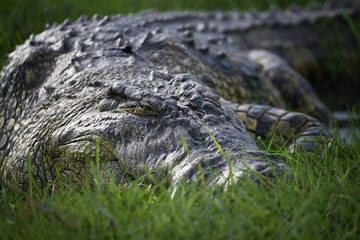 Naklejka premium Close-up Detail of Nile Crocodile (Crocodylus niloticus) Head and Eye in Botswana