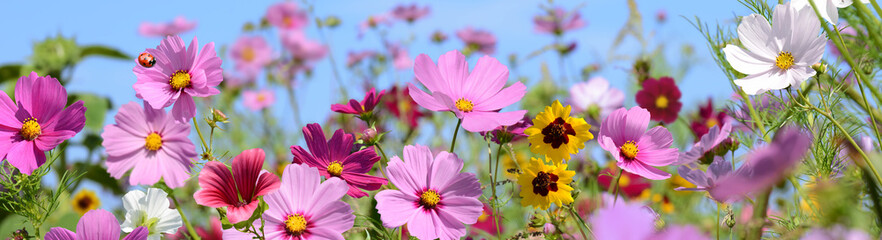 Garten 1542 © K.-U. Häßler