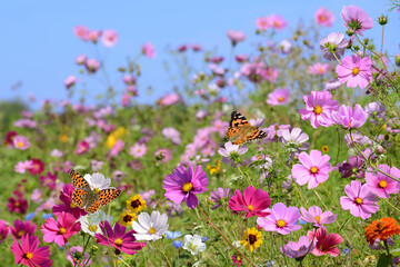 Schmetterling 1542 © K.-U. Häßler