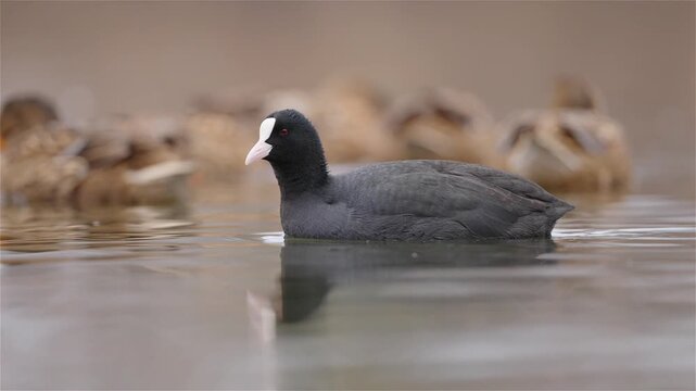 Eurasian coot (Fulica atra) swims on the pond surface near the camera. The black bird shows red eyes and a white frontal shield. Other ducks float in the background on the freshwater.