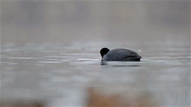 Eurasian coot (Fulica atra) swims on the pond and searches for food on the water surface. The black bird moves actively in a natural freshwater habitat. Wildlife behavior in outdoor environment.