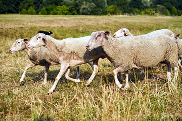 Fototapeta premium A flock of sheep grazing in a meadow during summer