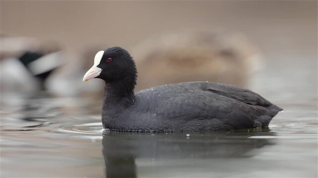 Eurasian coot (Fulica atra) swims on the pond and searches for food on the water surface. The black bird moves actively in a natural freshwater habitat. Wildlife behavior in outdoor environment.