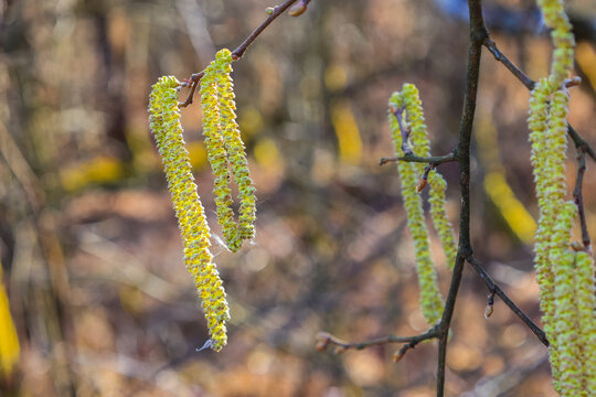 Erlenbl&uuml;ten im Fr&uuml;hjahr