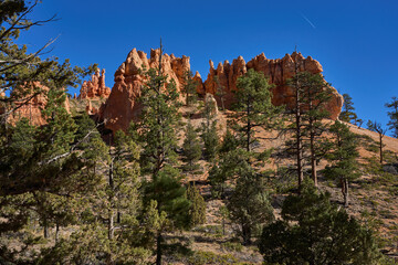 Naklejka premium Bryce Canyon,&nbsp;Utah, USA - October 21, 2025 - Bryce Canyon National Park's iconic hoodoos and pine trees under a clear blue sky